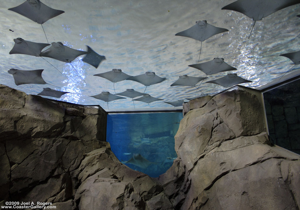 Rays flying overhead in an aquarium