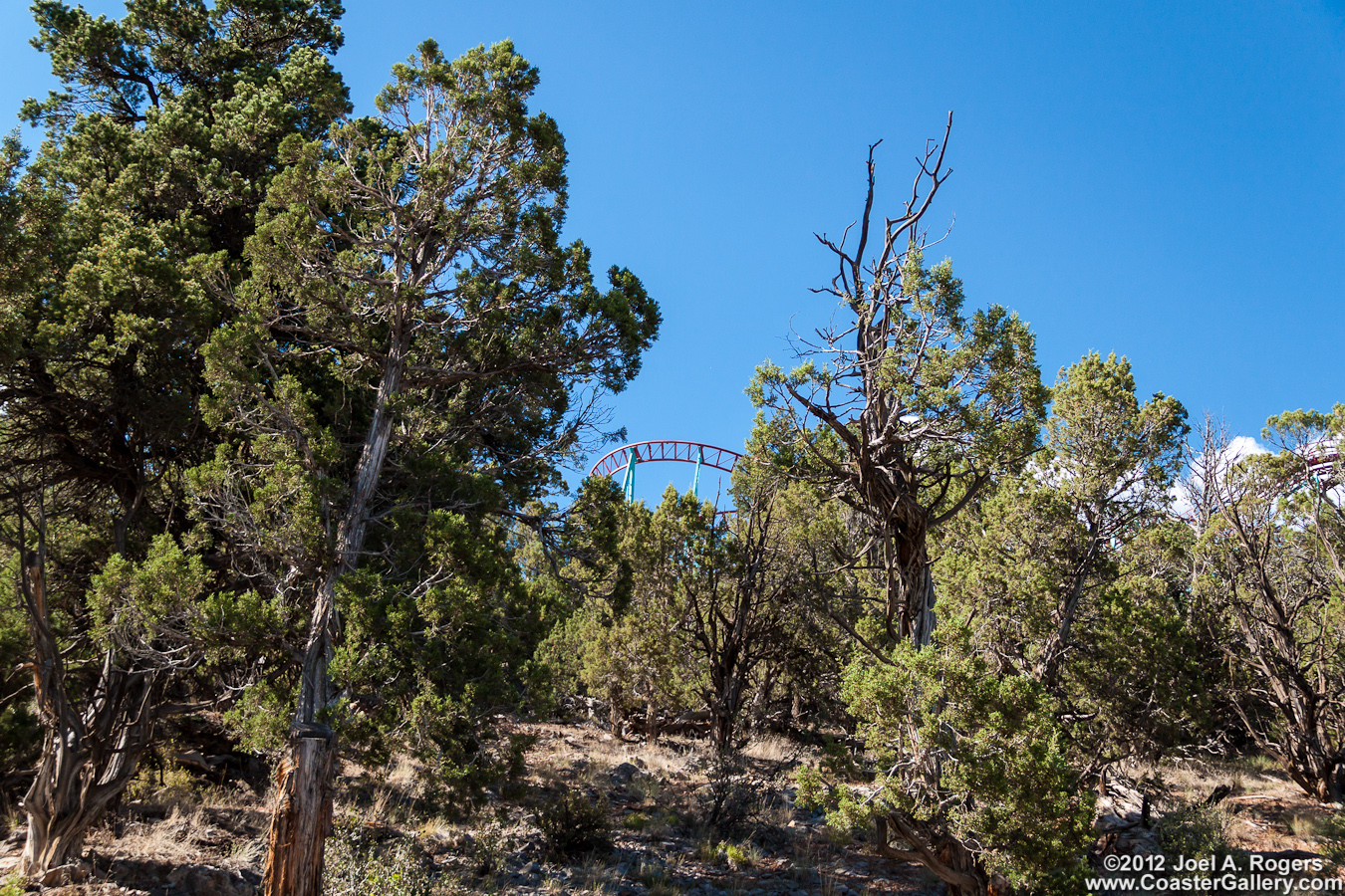 A roller coaster hidden in the trees