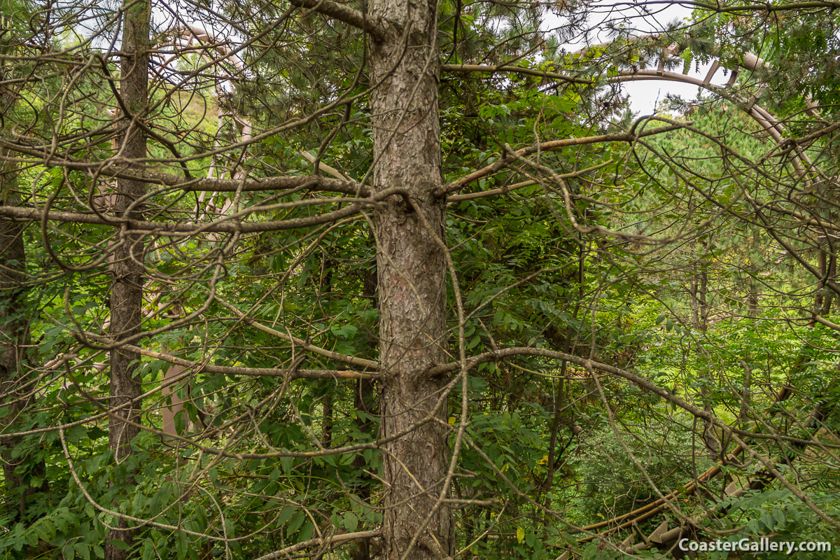 Trees surrounding the Dragon Mountain roller coaster